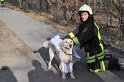 Hund und Frauchen im Eis eingebrochen Koeln Dellbrueck Hoehenfelder See P20